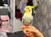 Lovely cockatiel with cage