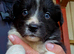 Working Border Collie Pups