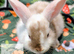 5 Mini Lop/Mini Rex bunnies for reserve! Ready Sunday 4th October