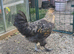 Tame Araucana x Silkie cockerel