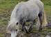 Registered Shetland mare
