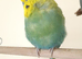 Beautiful 1½-Year-Old Male Budgie - Looking for a Loving Forever Home
