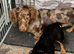 Dachshund female