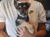 Cute little 8 week chuihaua