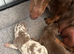 Two little mini Dacshund for sale
