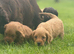 Cockapoo Puppies