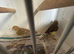 Breeding pair of canaries