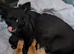 1 lilac & 1 black long coat chihuahua male pups