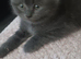 British short hair kittens