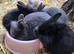 Mini lion heads & mini lop lion heads