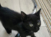 9 week old female kitten got forever home