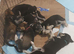 Huskador puppies