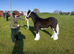 FURTHER REDUCED. Blagdon yearling colt
