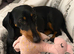 Gorgeous Dachshund puppies for sale