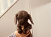 Sprocker puppies