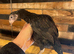Bantam Aseel