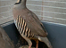 For sale Adult Chukar partridge pairs &pound;25 last few
