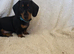 Six beautiful miniature smooth haired dachshunds