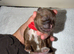KC REGISTERED IMERIAL SHIH TZU LUXURY