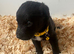 Labrador puppies
