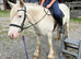 Lovely 13.1 cob mare