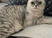 GCCF reg 4 year old neutered BSH girl
