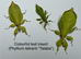 Various stick insect and leaf insect eggs - Several species - Delivery possible