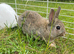 Bunnies ready for new home,Purebred Netherland Dwarf