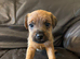 Jack Russell puppies