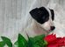 Jack Russell, one beautiful boy available