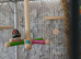 Beautiful male zebra finch looking for his new forever home