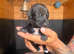Suzuki cross whippet pups