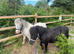 Beautiful spotted gelding