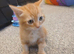 Beautiful kittens