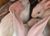 New Zealand bunny's