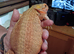 Beautiful red hypo citrus female