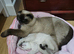 Three girls are looking for a new home.