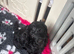 gorgeous curly cockapoo puppies