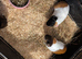 x4 female guinea pigs