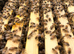 6 Frame National Nuc of Overwintered Bees Spring 2027