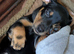 Dachshund