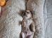 Adorable chihuahua puppies