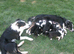 BUDDY £200 OVNO 20 WEEK OLD BORDER COLLIE