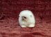Ultra Teddy Bear Pomeranian Puppies