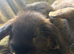 2 Quality mini lop girls for sale