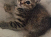 Kittens for sale blackpool