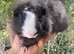 Two Beautiful Pedigree Swiss Boars For Sale