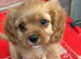 Cavapoo