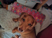 Lovely little miniature dachshund tiny girl