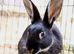 Male rabbit needs home